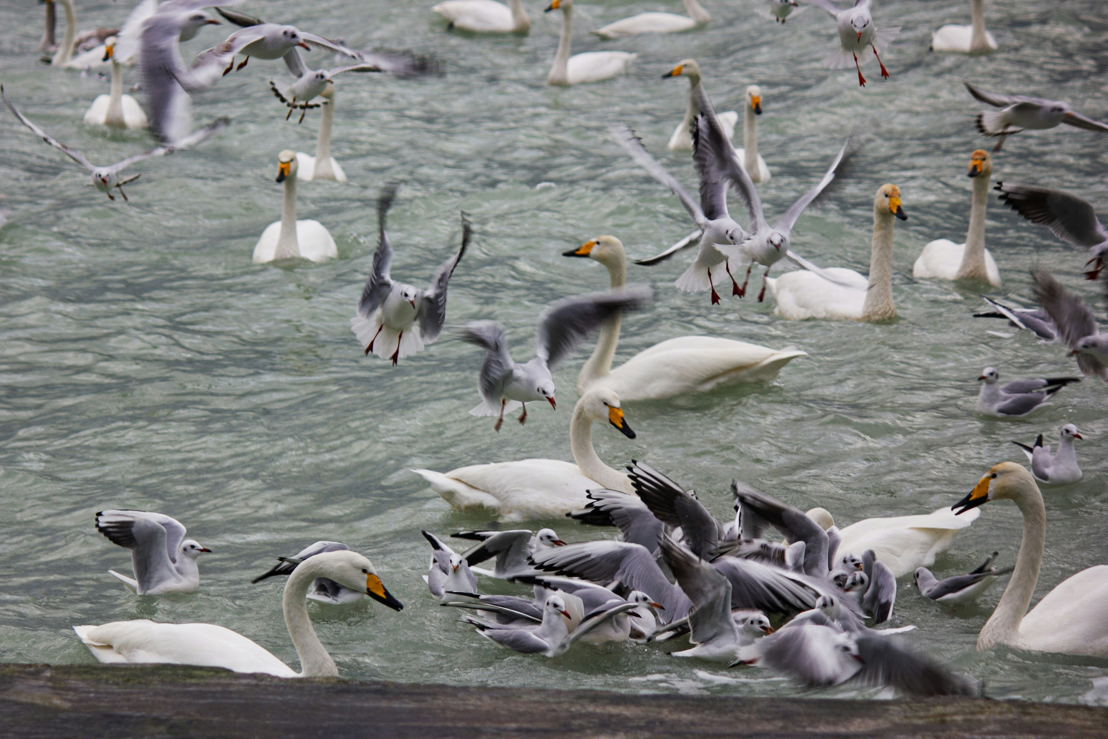 Photo by stepan_konev