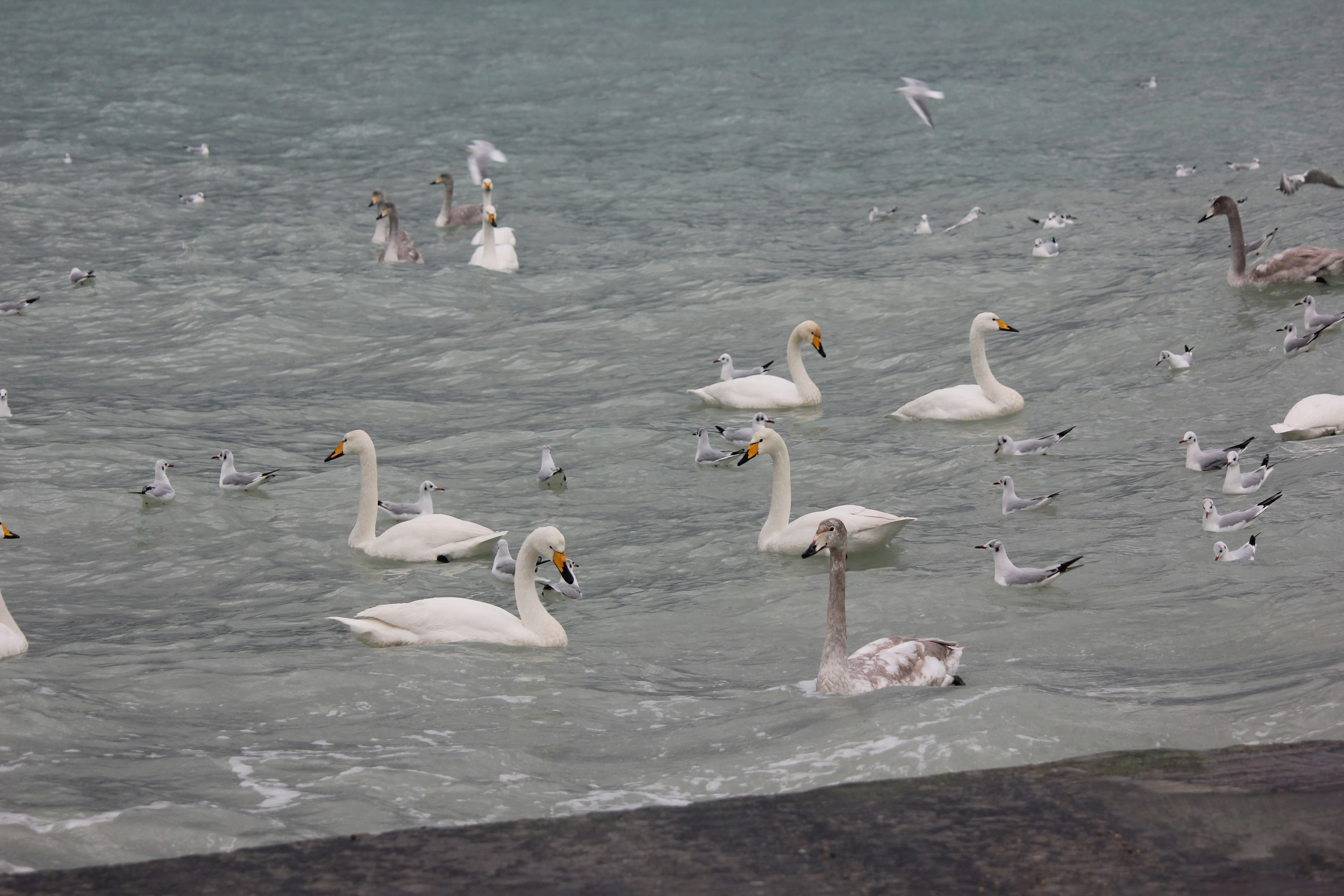 Photo by stepan_konev