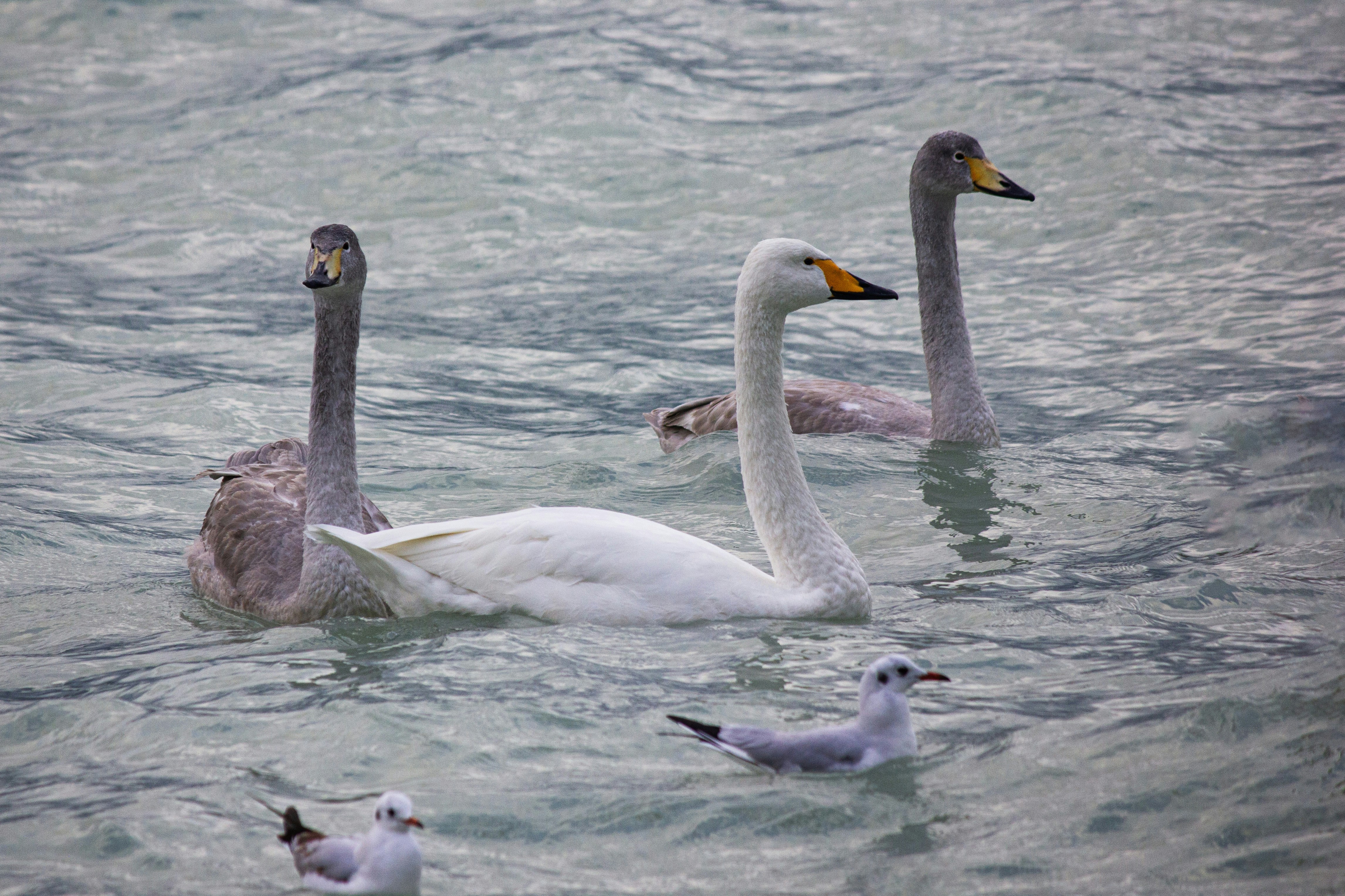 Photo by stepan_konev