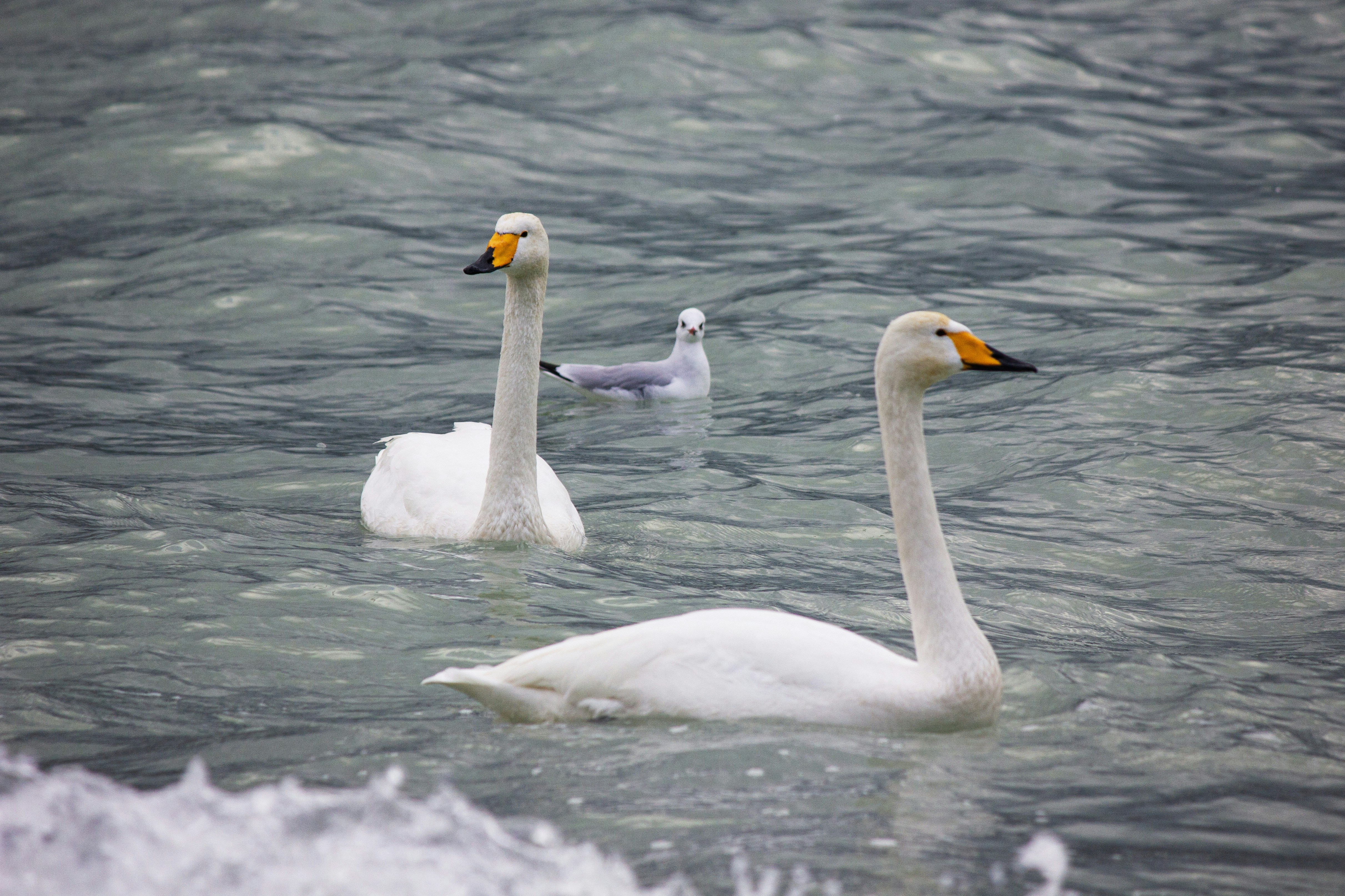 Photo by stepan_konev