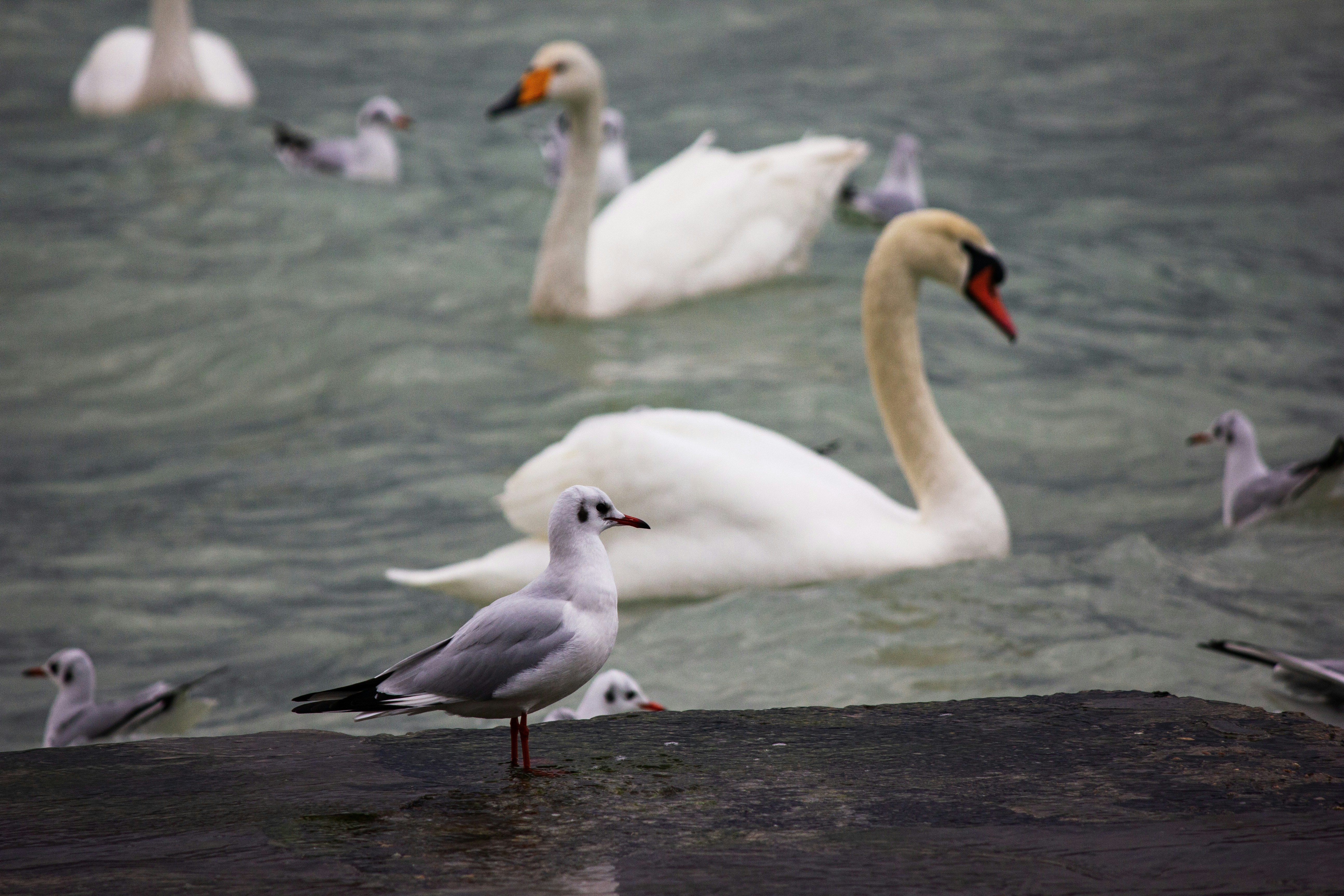 Photo by stepan_konev