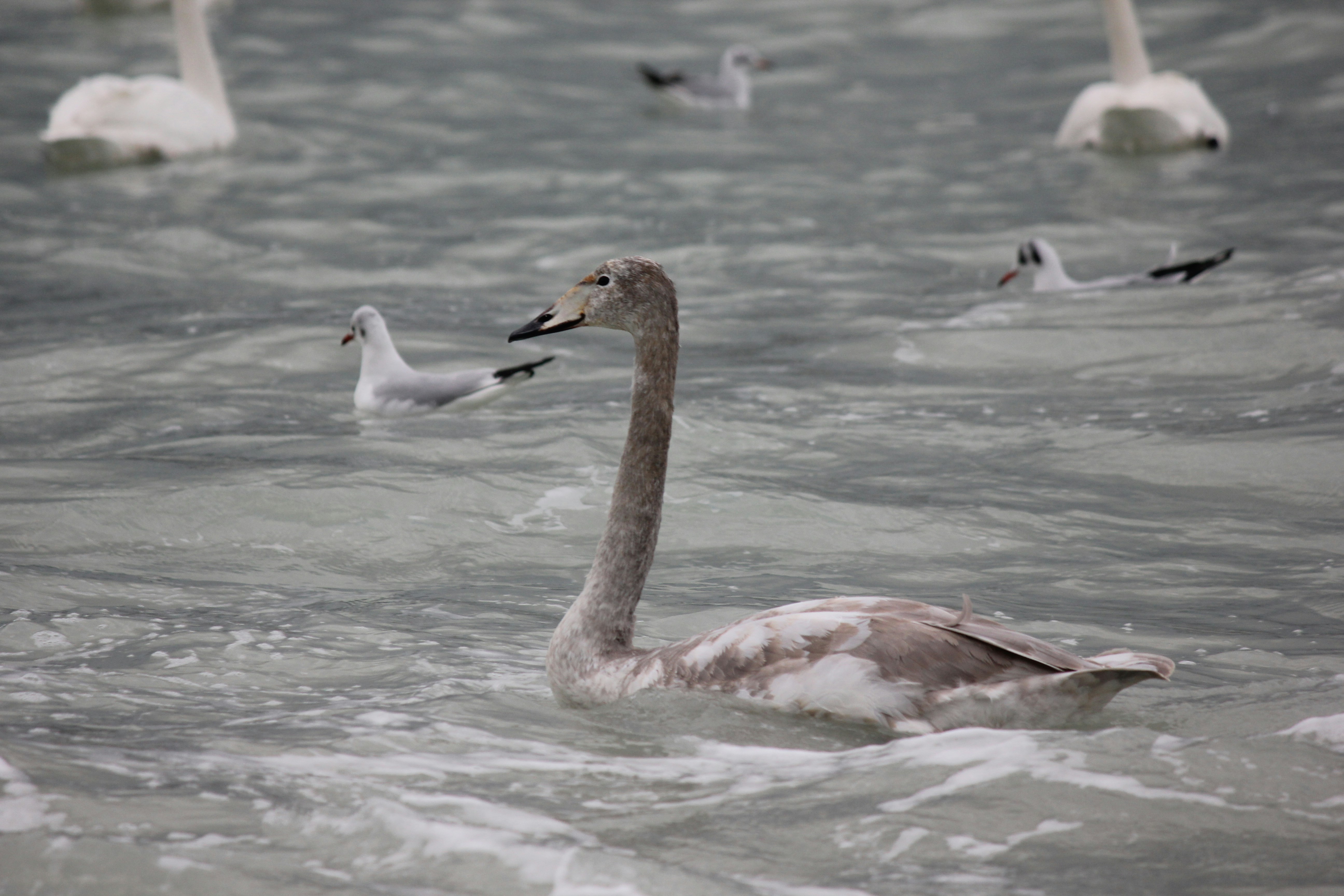 Photo by stepan_konev