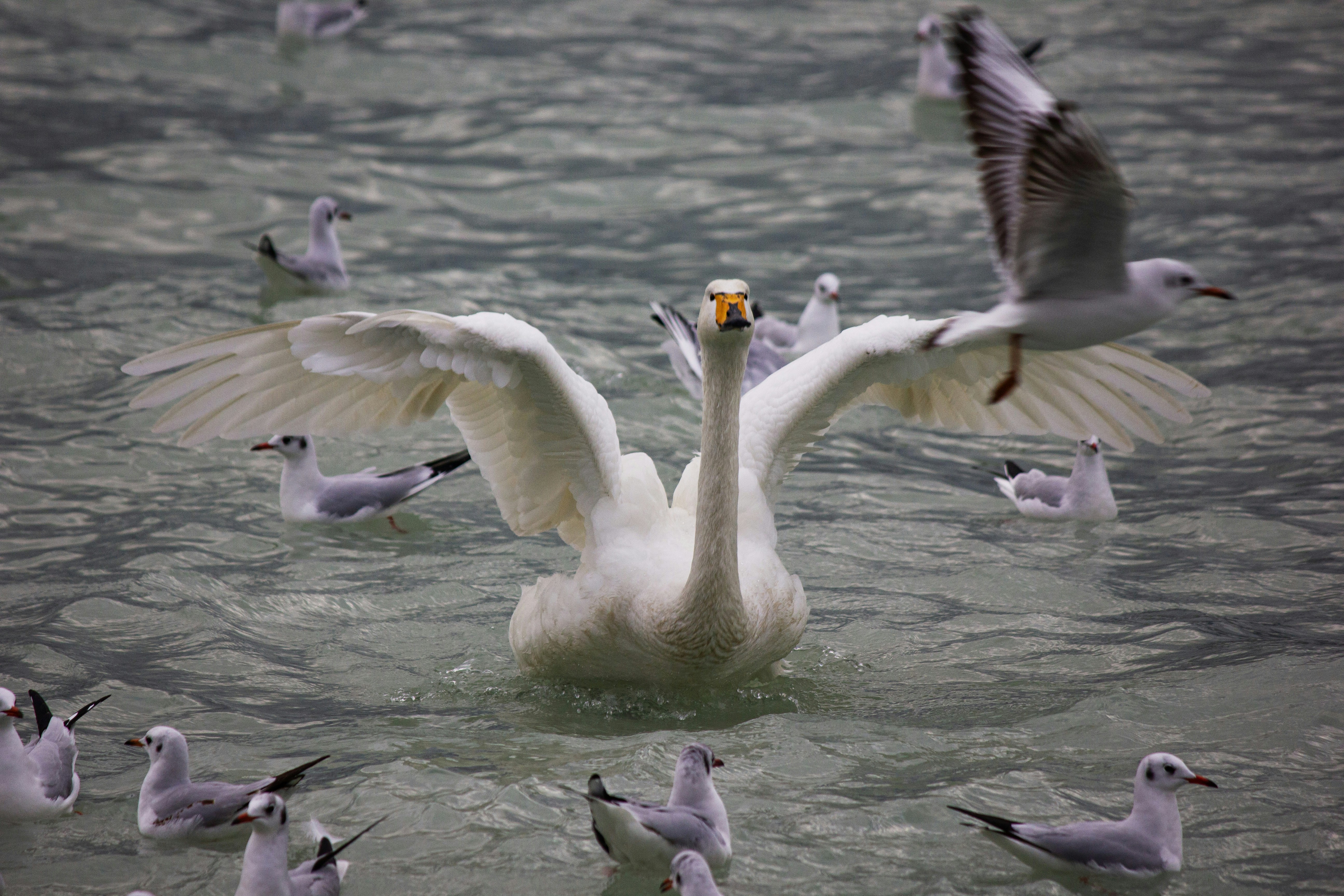 a group of birds that are in the water