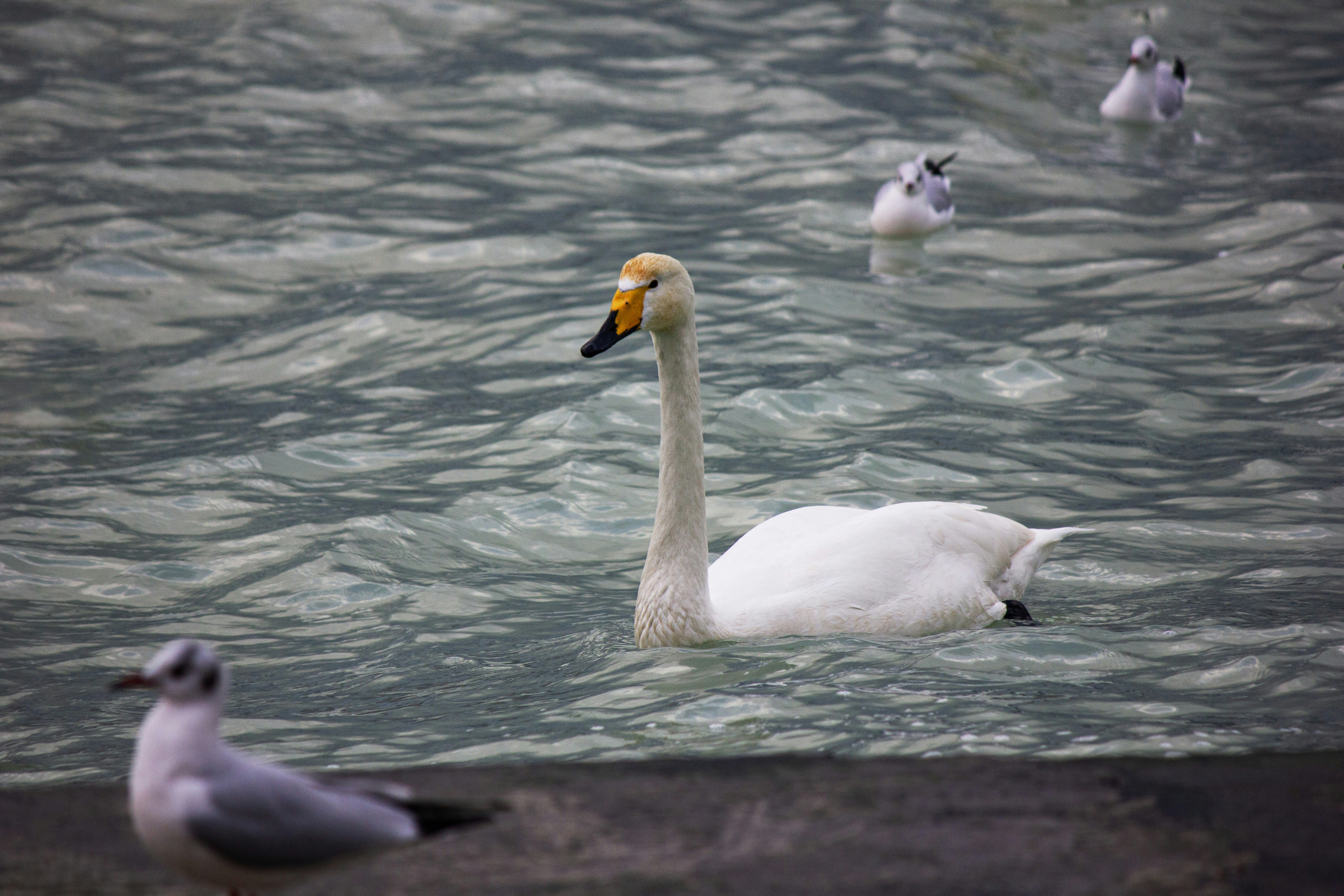 Photo by stepan_konev