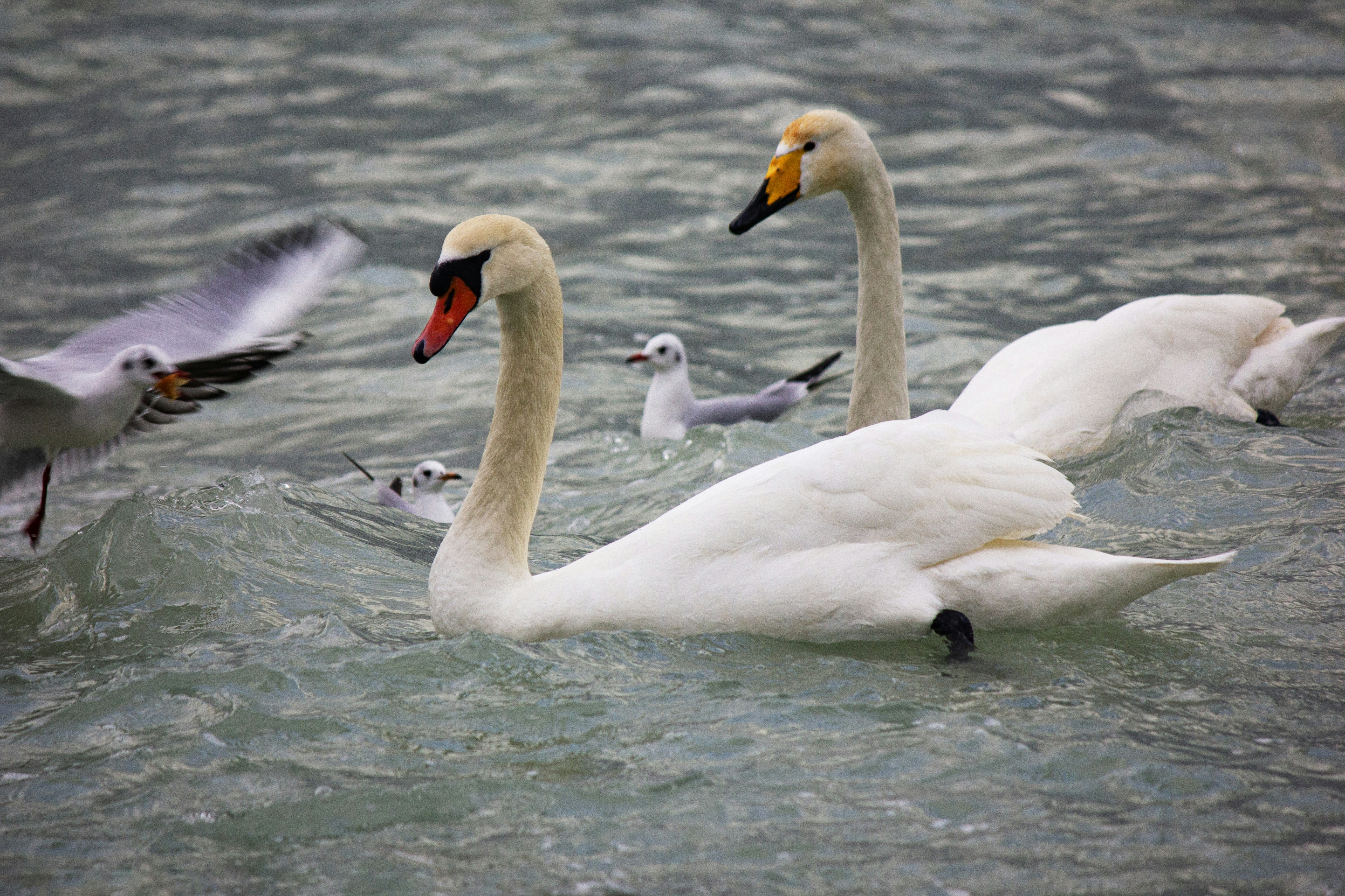 Photo by stepan_konev