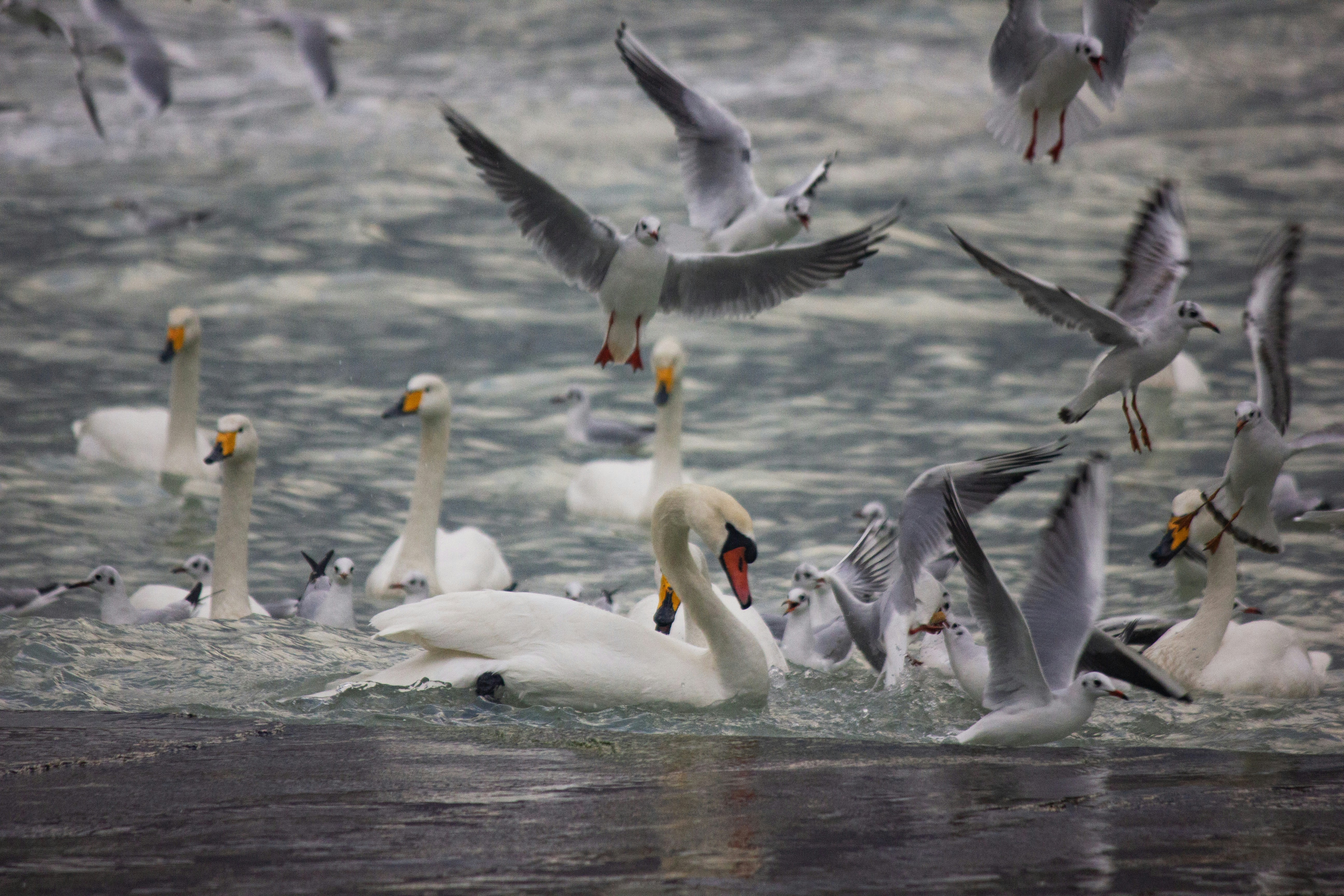 Photo by stepan_konev