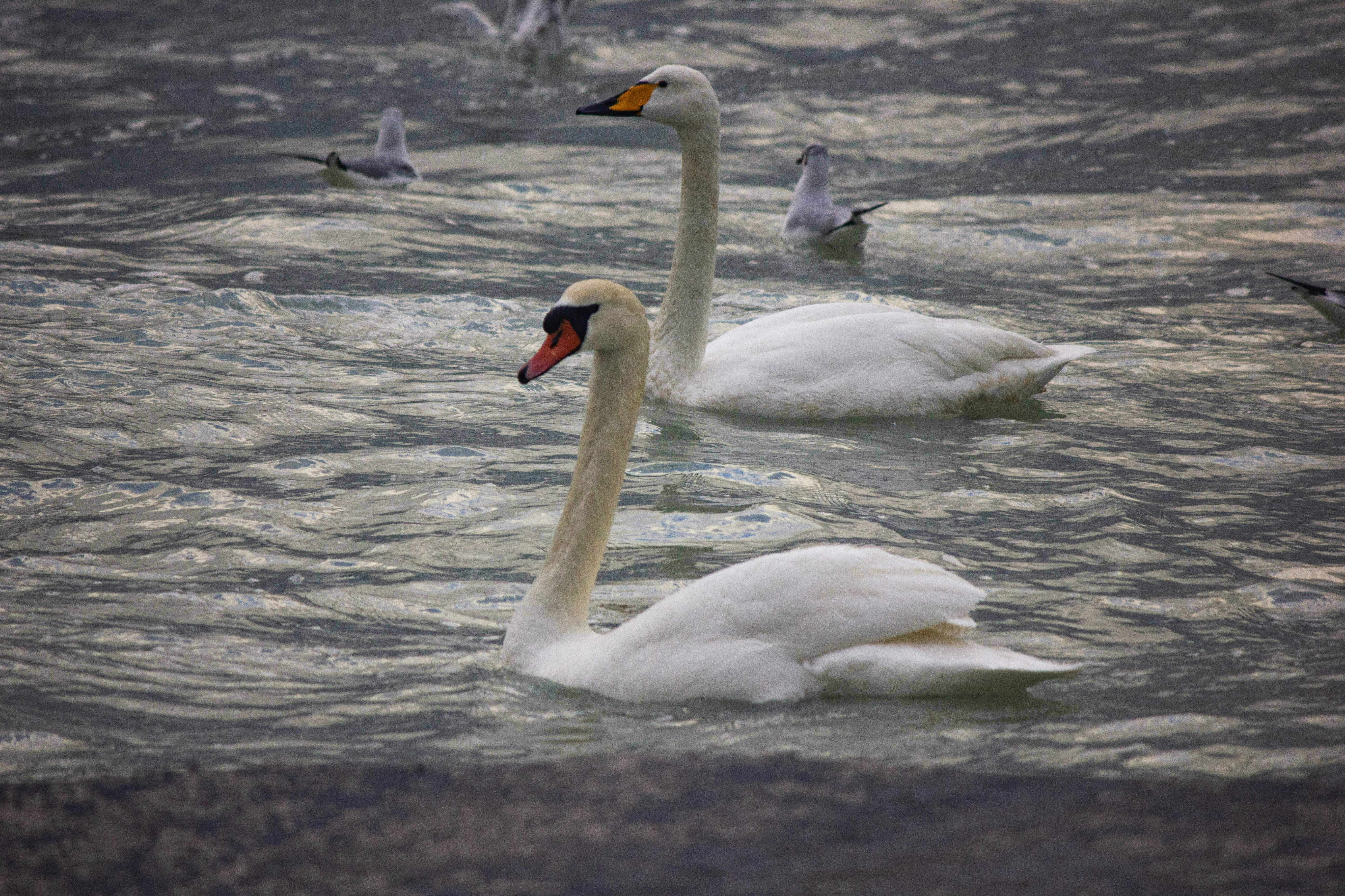 Photo by stepan_konev