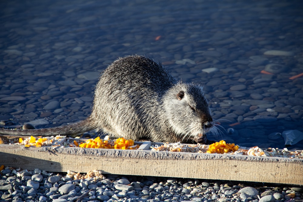 a rodent eating food from a tray on the ground