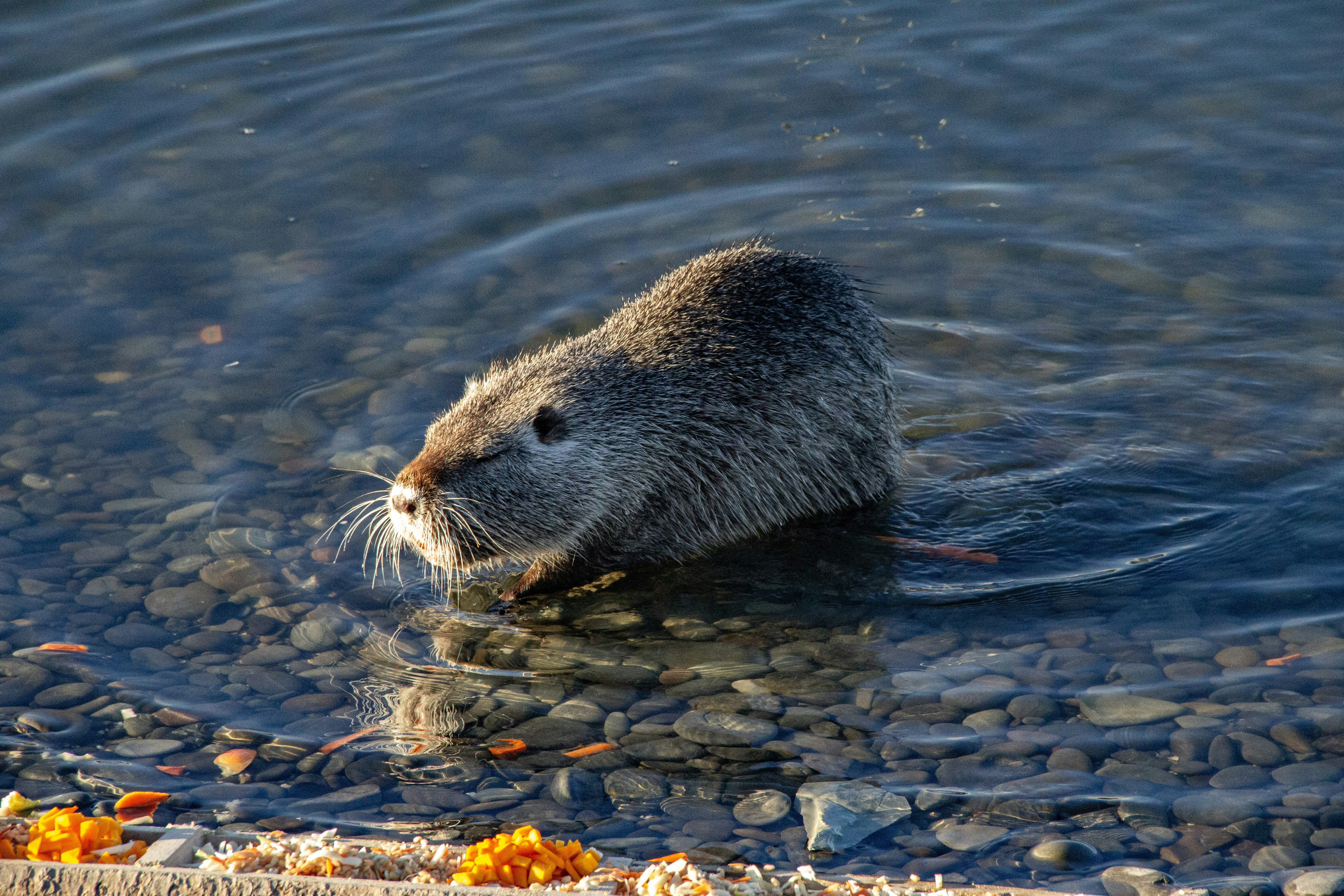 Photo by stepan_konev