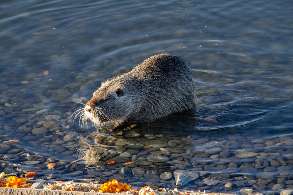 a beaver swimming in a body of water