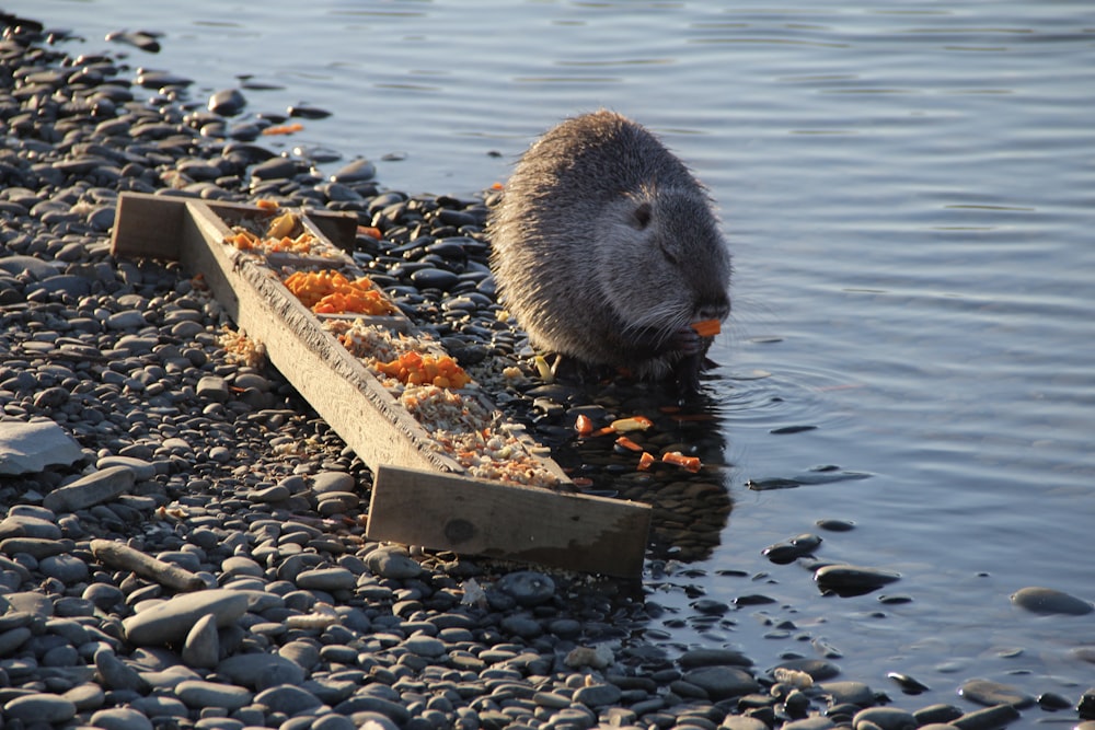 a beaver eating food off of a boat on a rocky shore