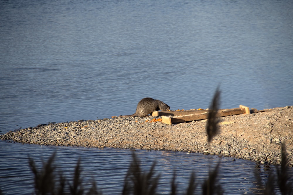 a bear that is sitting on a log in the water