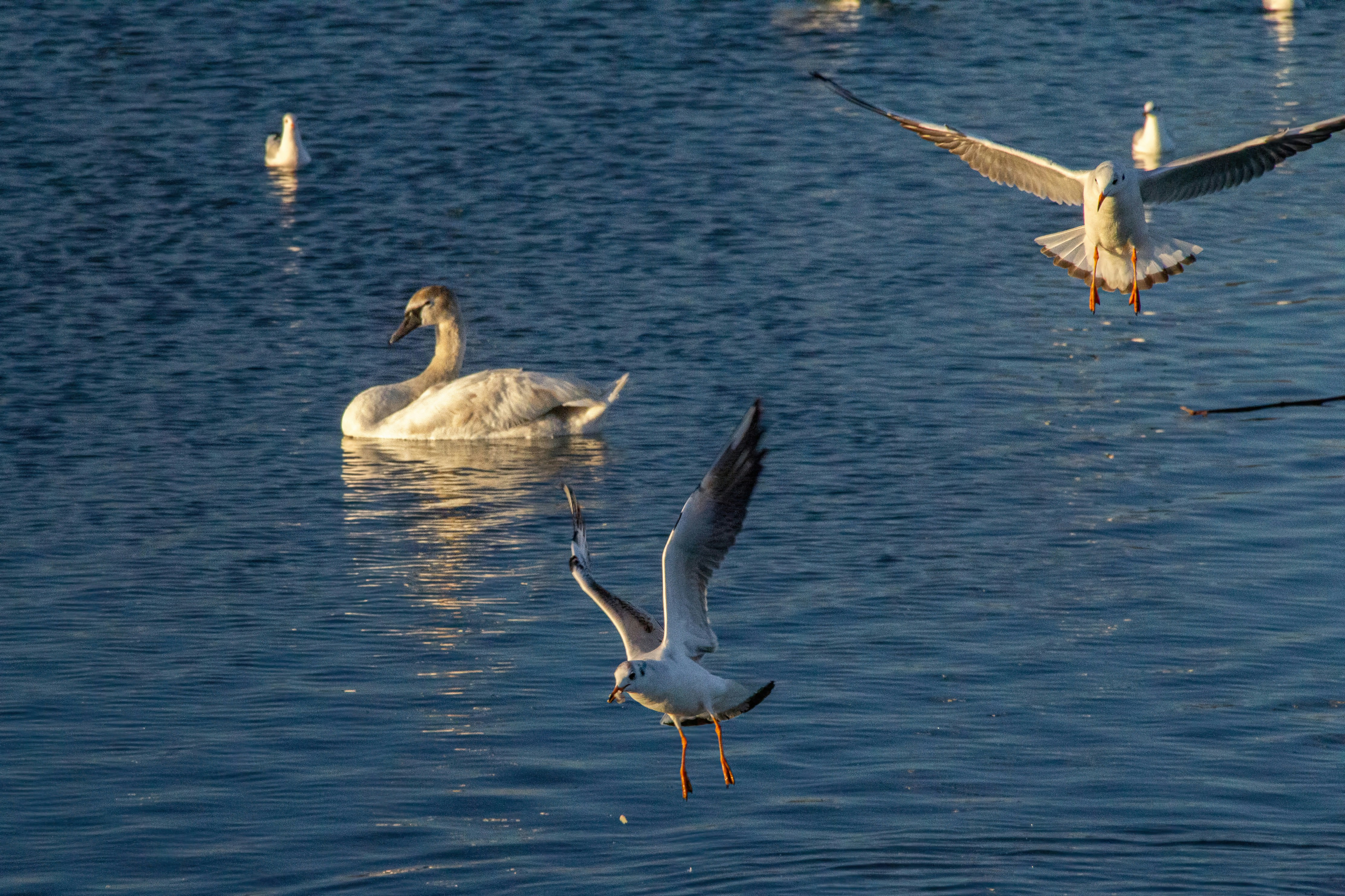 Photo by stepan_konev