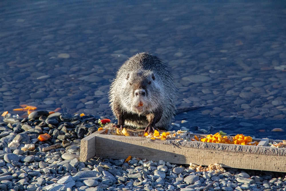 a groundhog eating food on the edge of a body of water