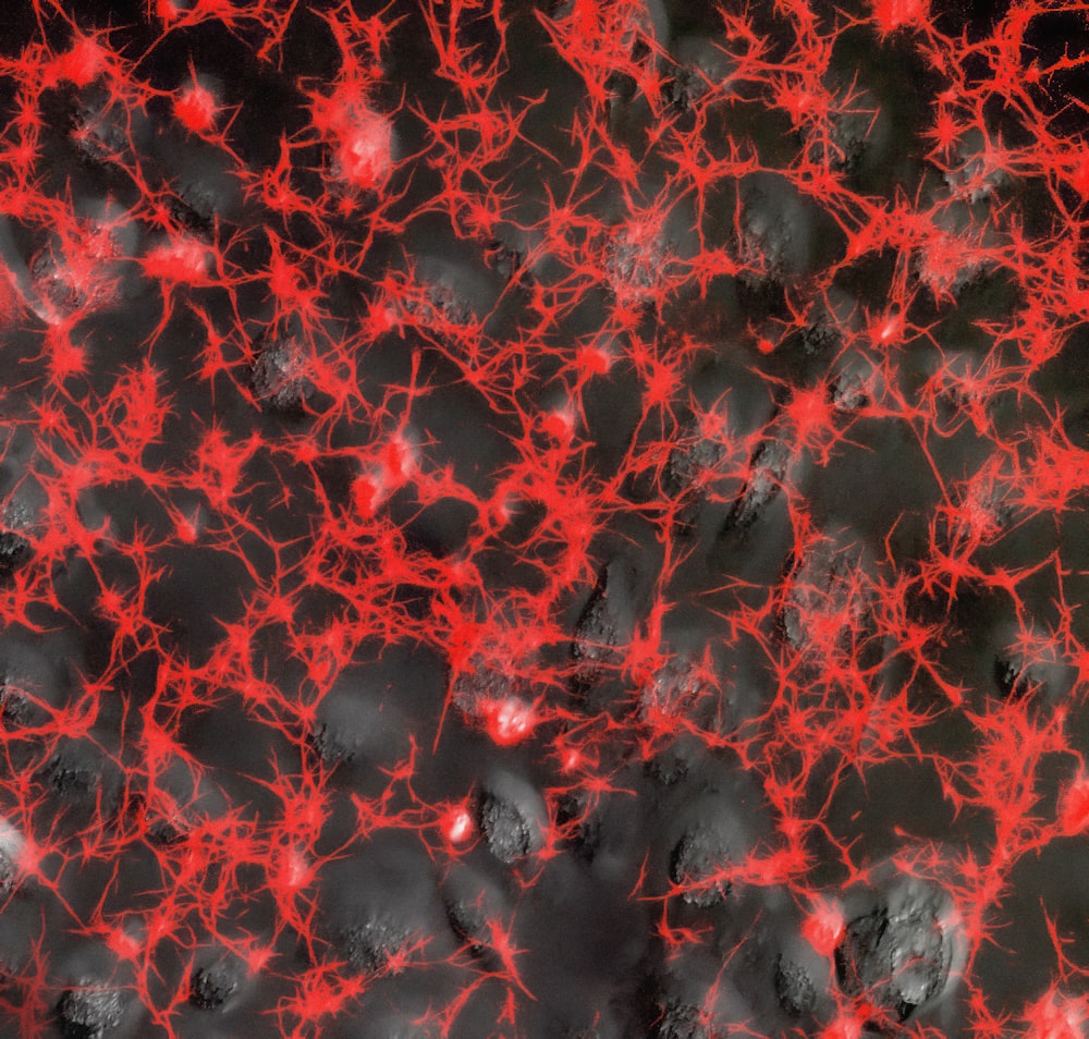 a close up of a red and black substance