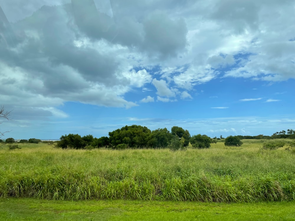 a grassy field with trees and clouds in the background