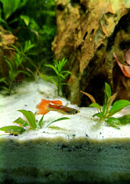 a fish that is swimming in some water