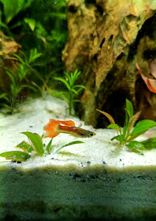 Orange-and-black guppy hovering above white sand beside a small green plant