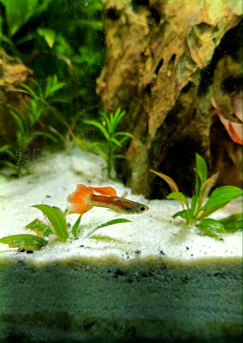 Orange-and-black guppy hovering above white sand beside a small green plant