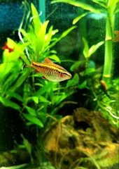 a fish that is swimming in some water