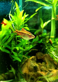 a fish that is swimming in some water
