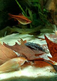 a group of fish swimming in an aquarium