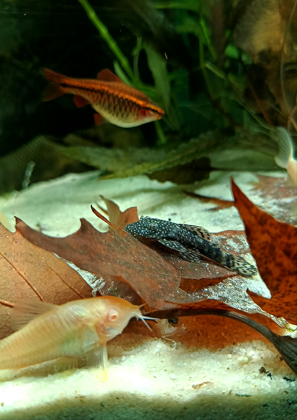 a group of fish swimming in an aquarium