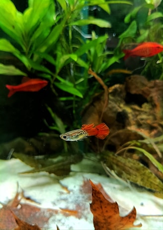 a fish that is swimming in some water