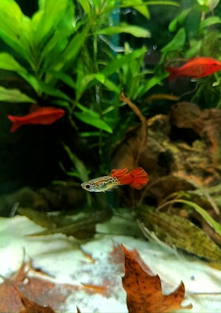 Red-and-orange male guppy swimming beneath a piece of driftwood in a planted aquarium
