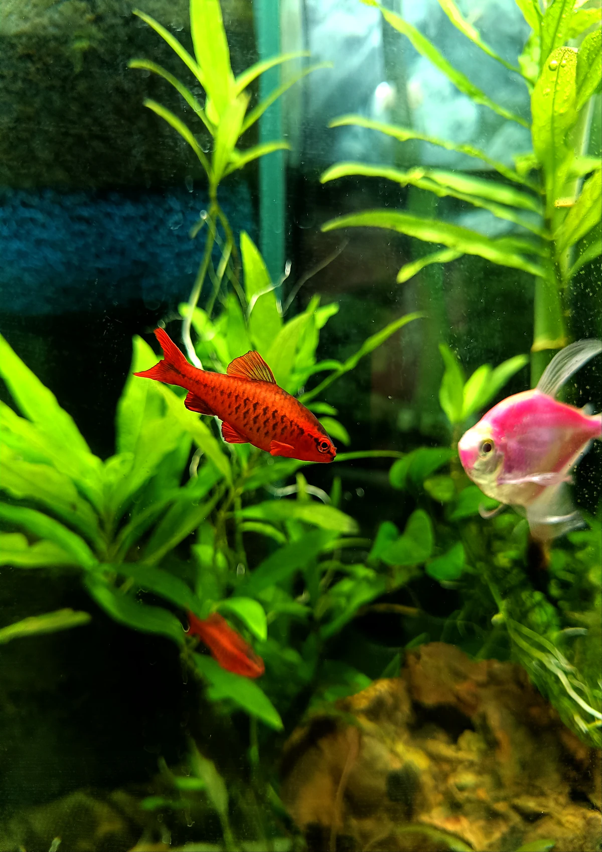 Peces alimentándose de escamas en la superficie