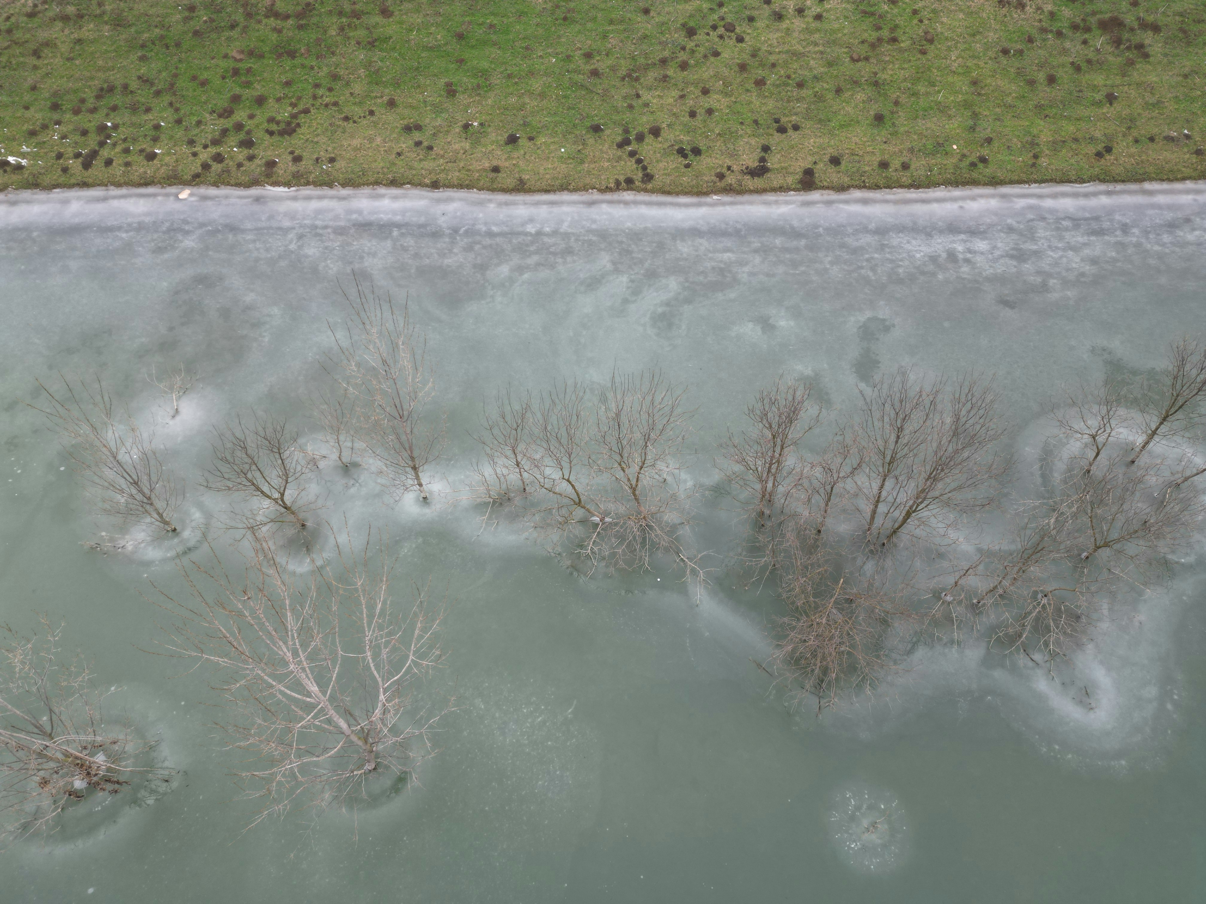 a group of dead trees in a frozen lake