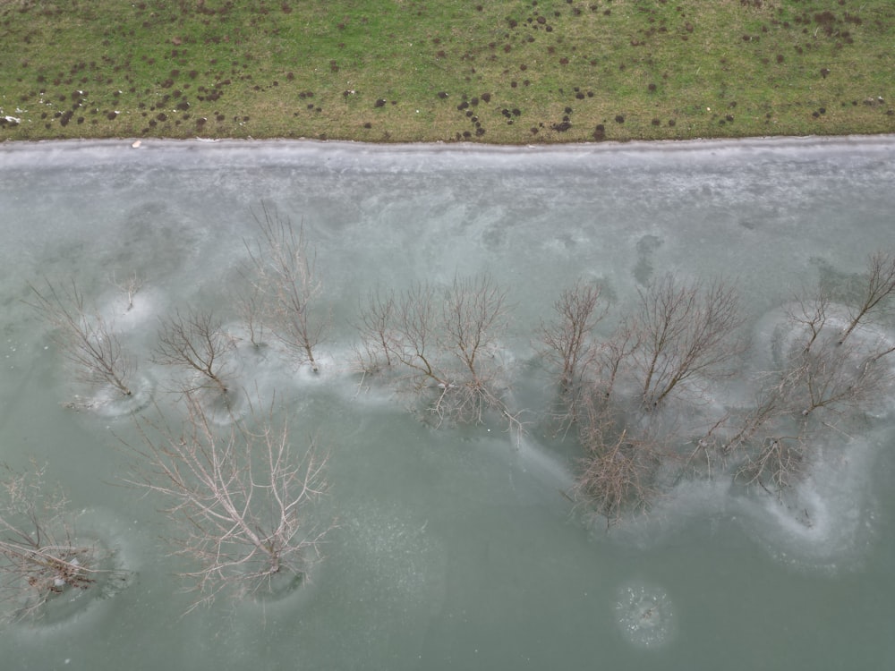 a group of dead trees in a frozen lake