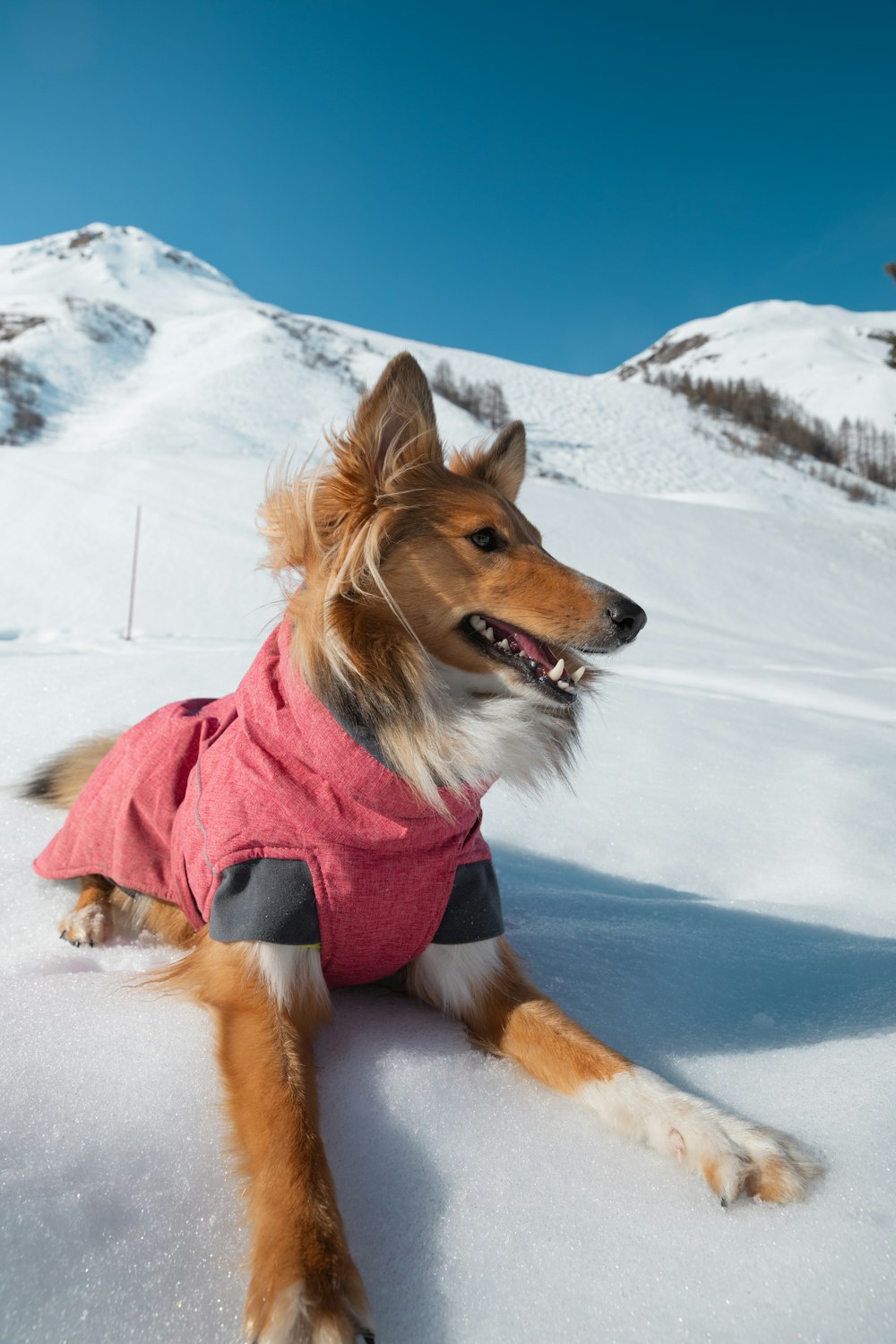 a dog wearing a pink coat sitting in the snow
