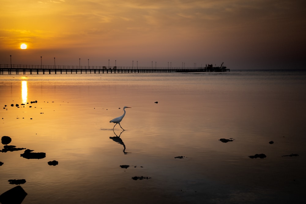 a bird is standing in the water at sunset