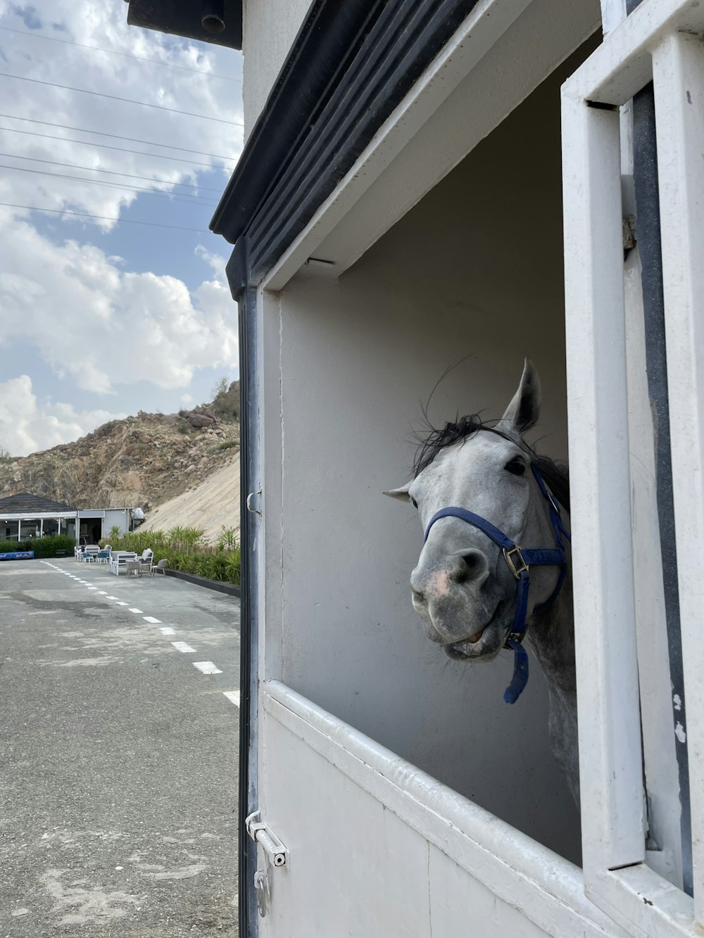 a horse sticking its head out of a window