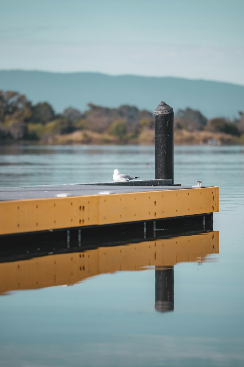 a bird is sitting on a dock in the water