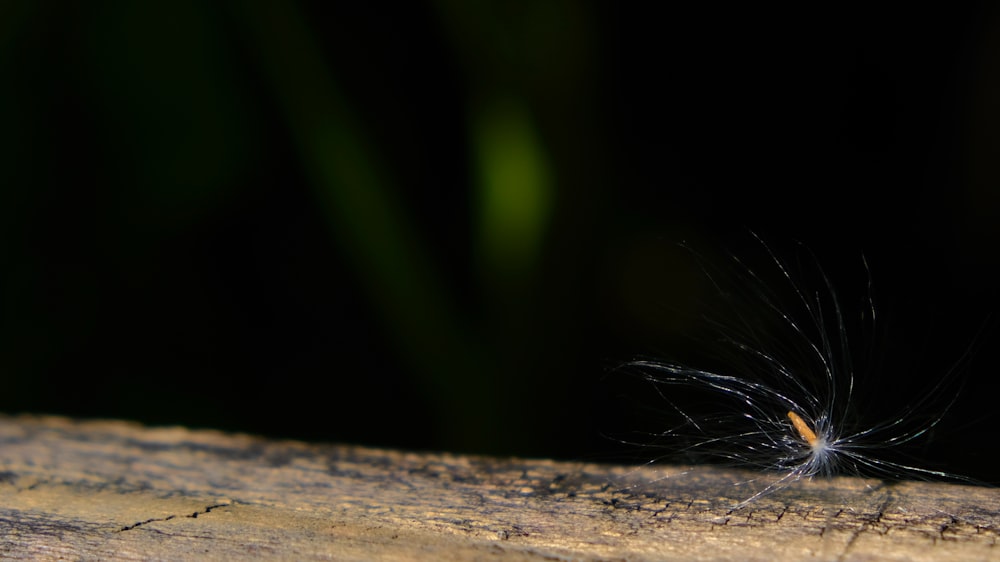 a bug crawling on a piece of wood