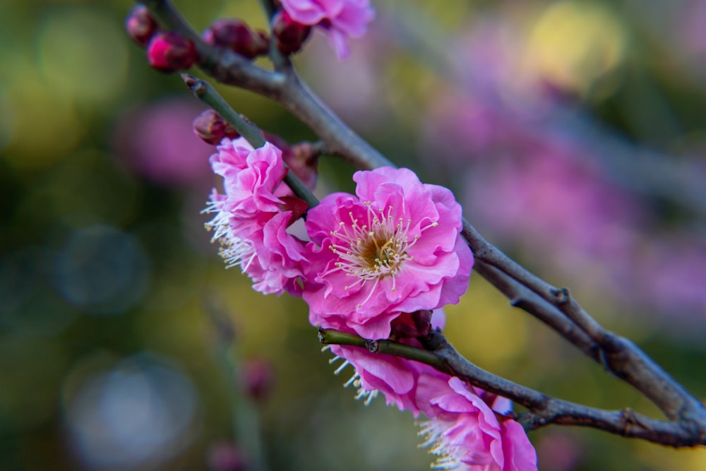 a branch of a tree with pink flowers