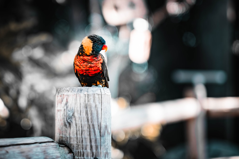 a colorful bird sitting on top of a wooden post