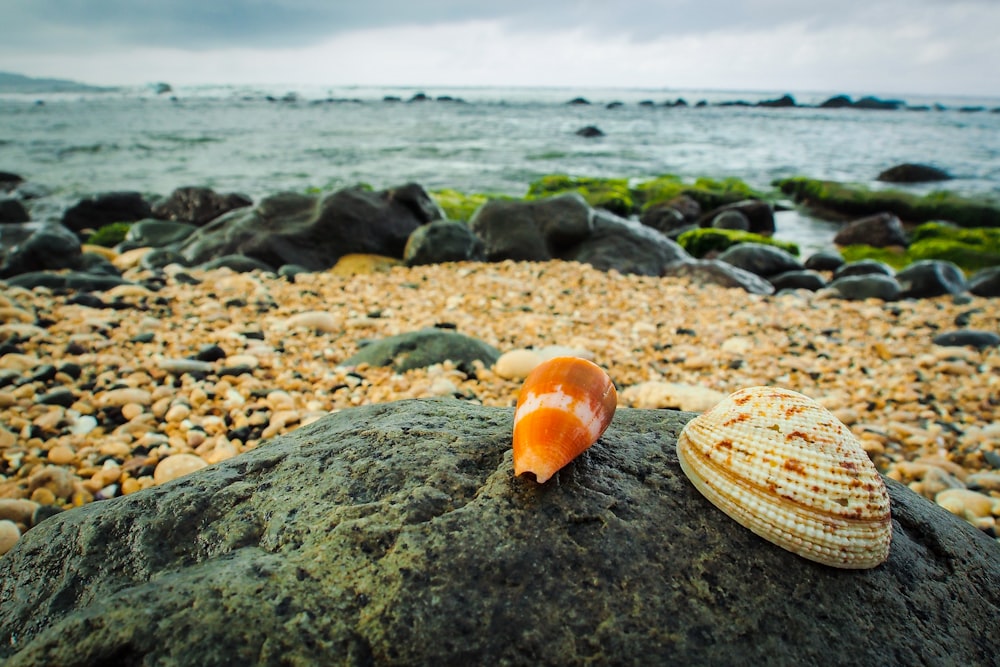 a shell is sitting on a rock on the beach