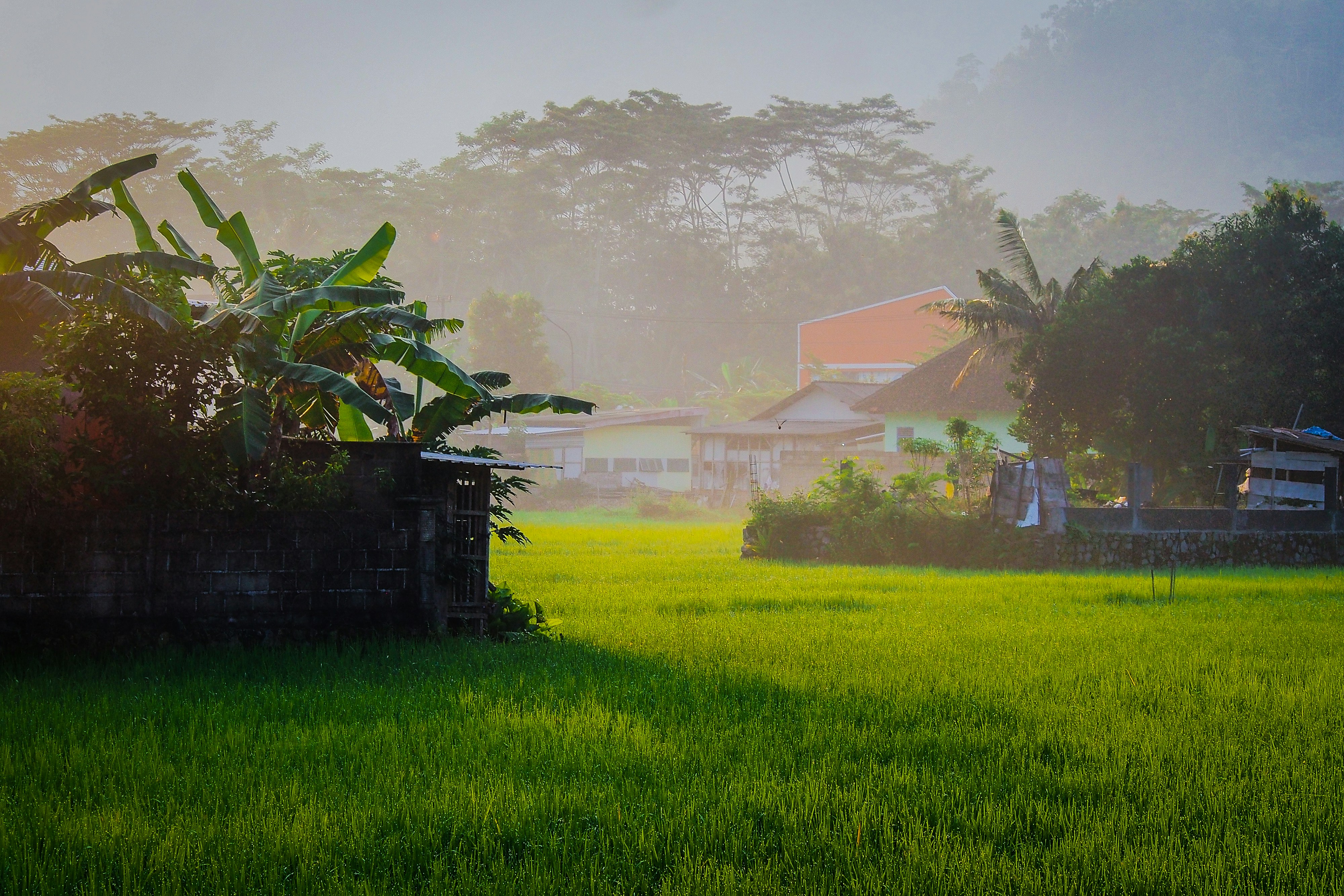 a lush green field with houses in the background