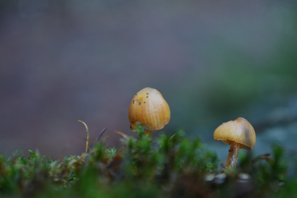 a couple of mushrooms sitting on top of a lush green field