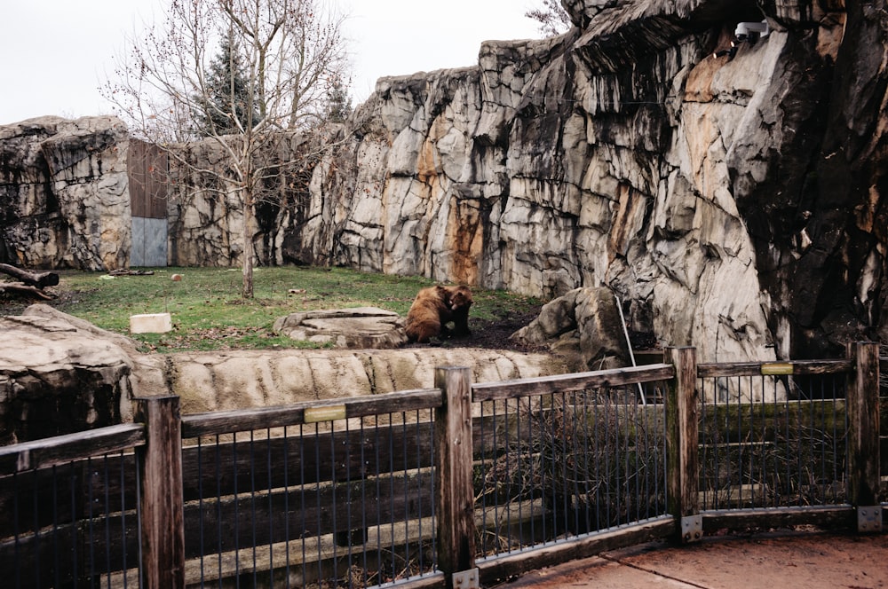 a bear is sitting on the ground in a zoo enclosure
