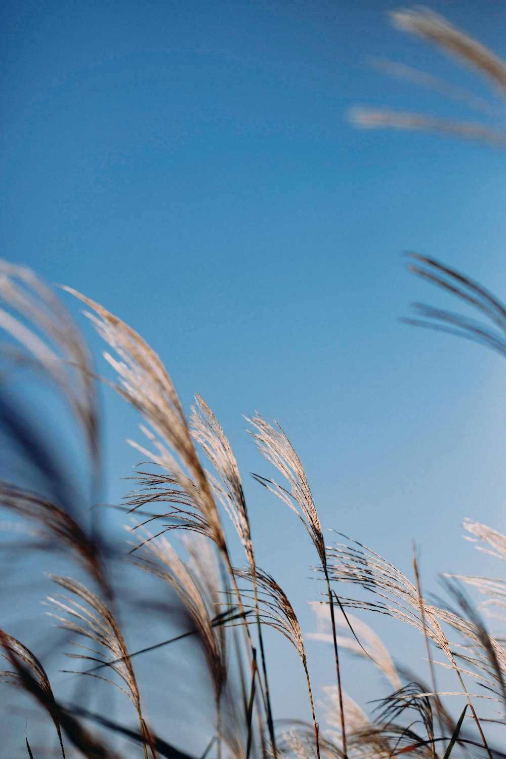 a bunch of tall grass blowing in the wind