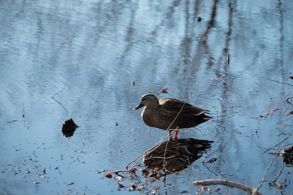 a duck is standing in the water by itself