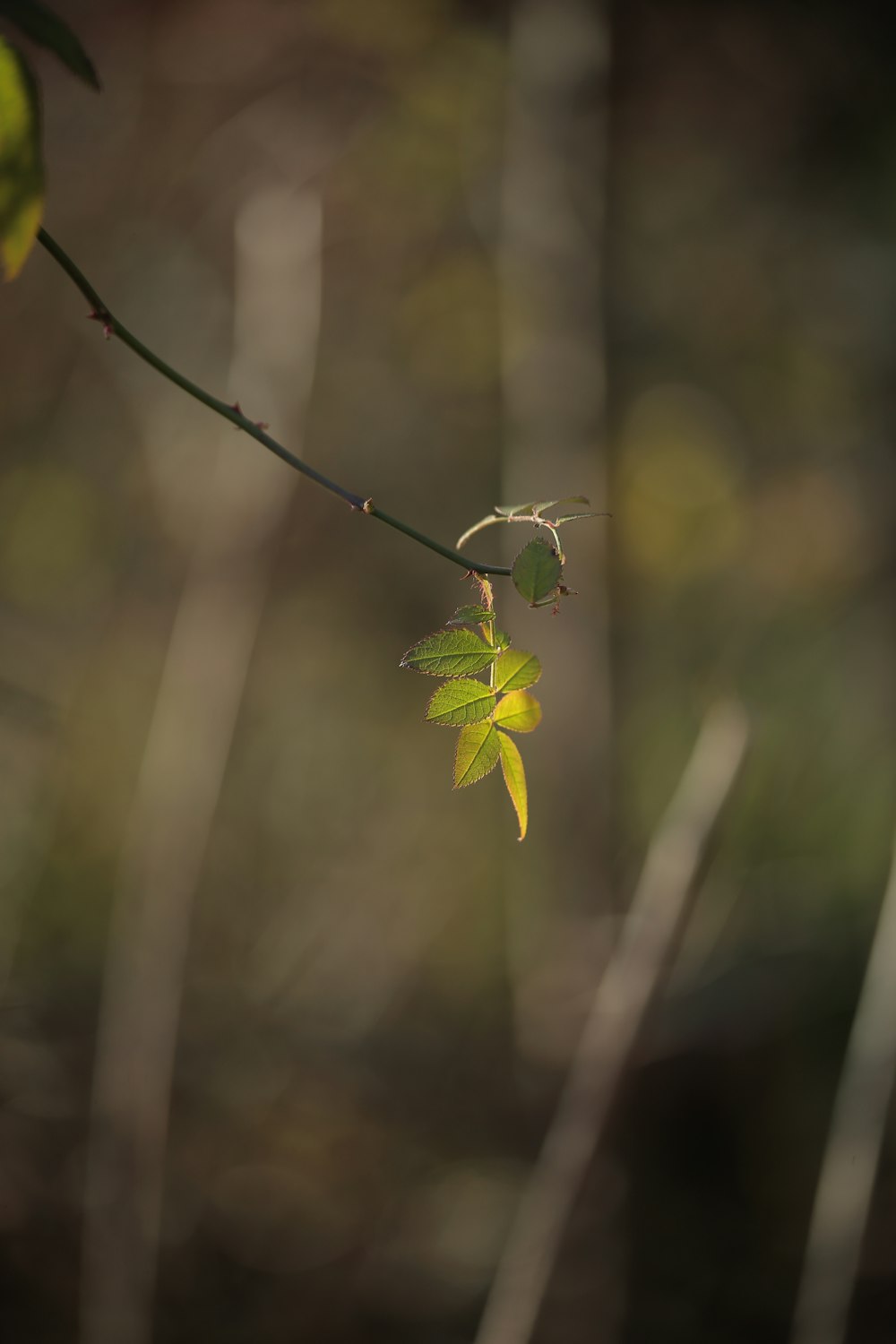 a small branch with a green leaf on it