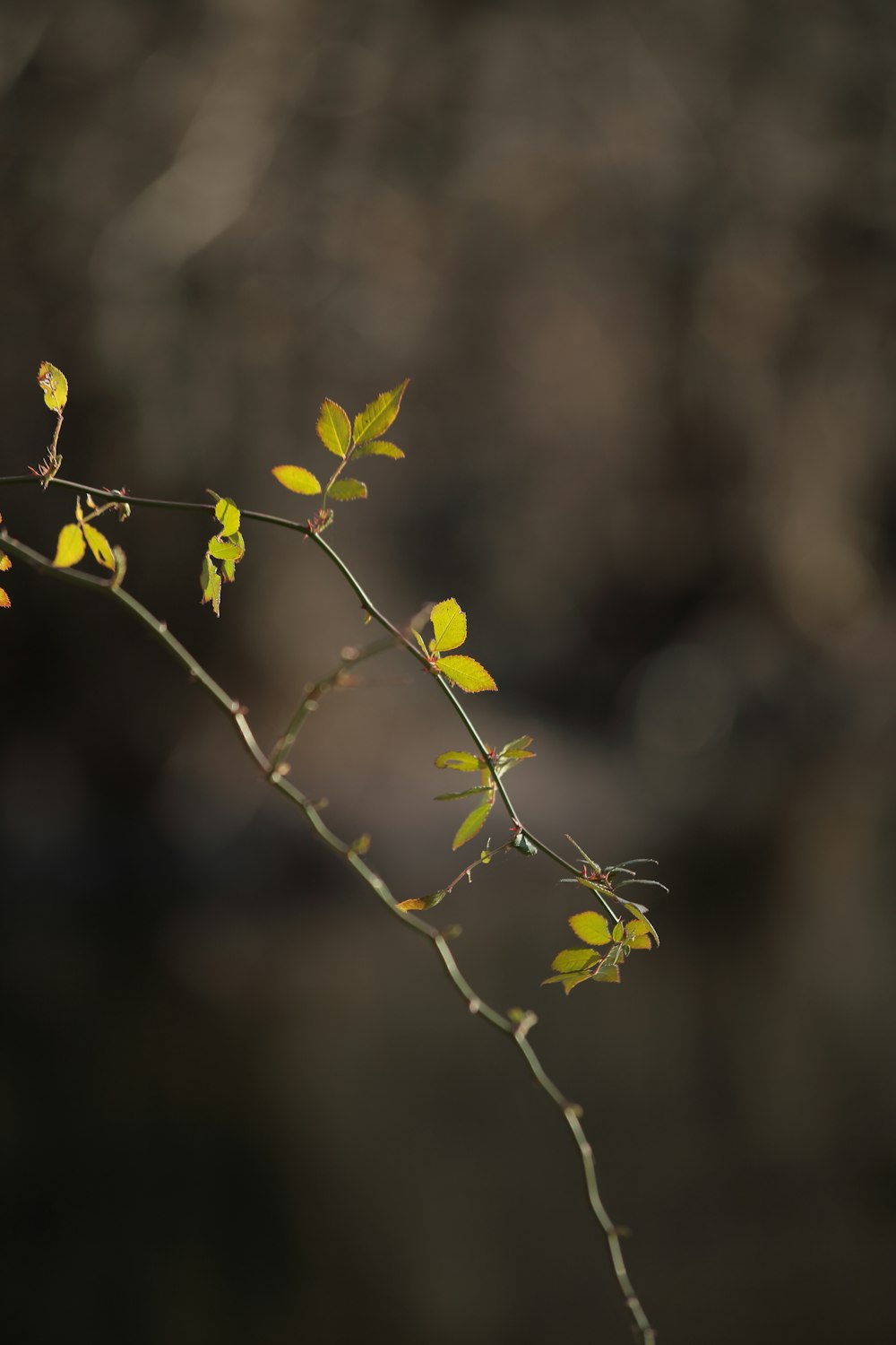 a small branch with yellow leaves on it