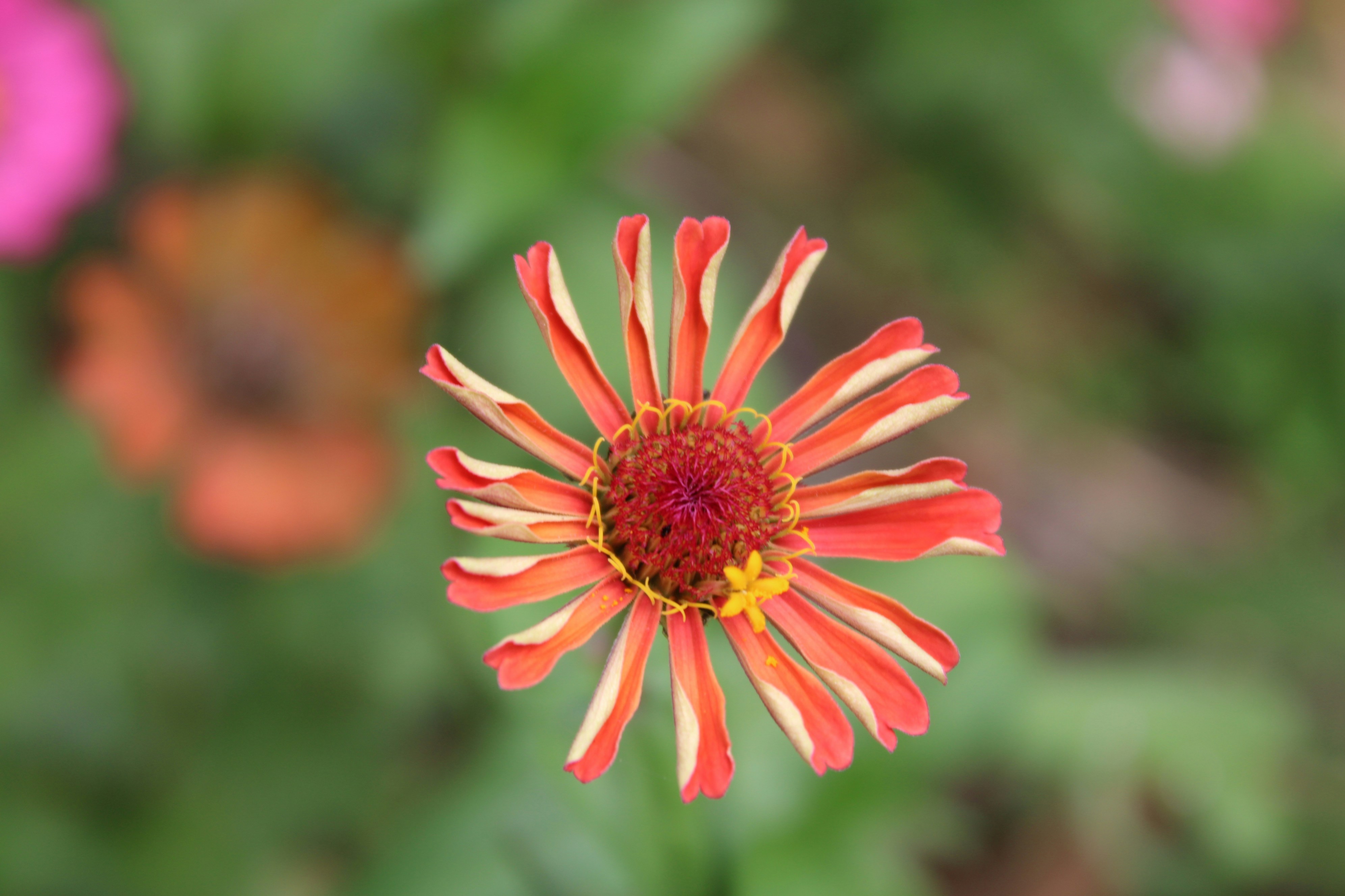 Photo by dilani_wicky