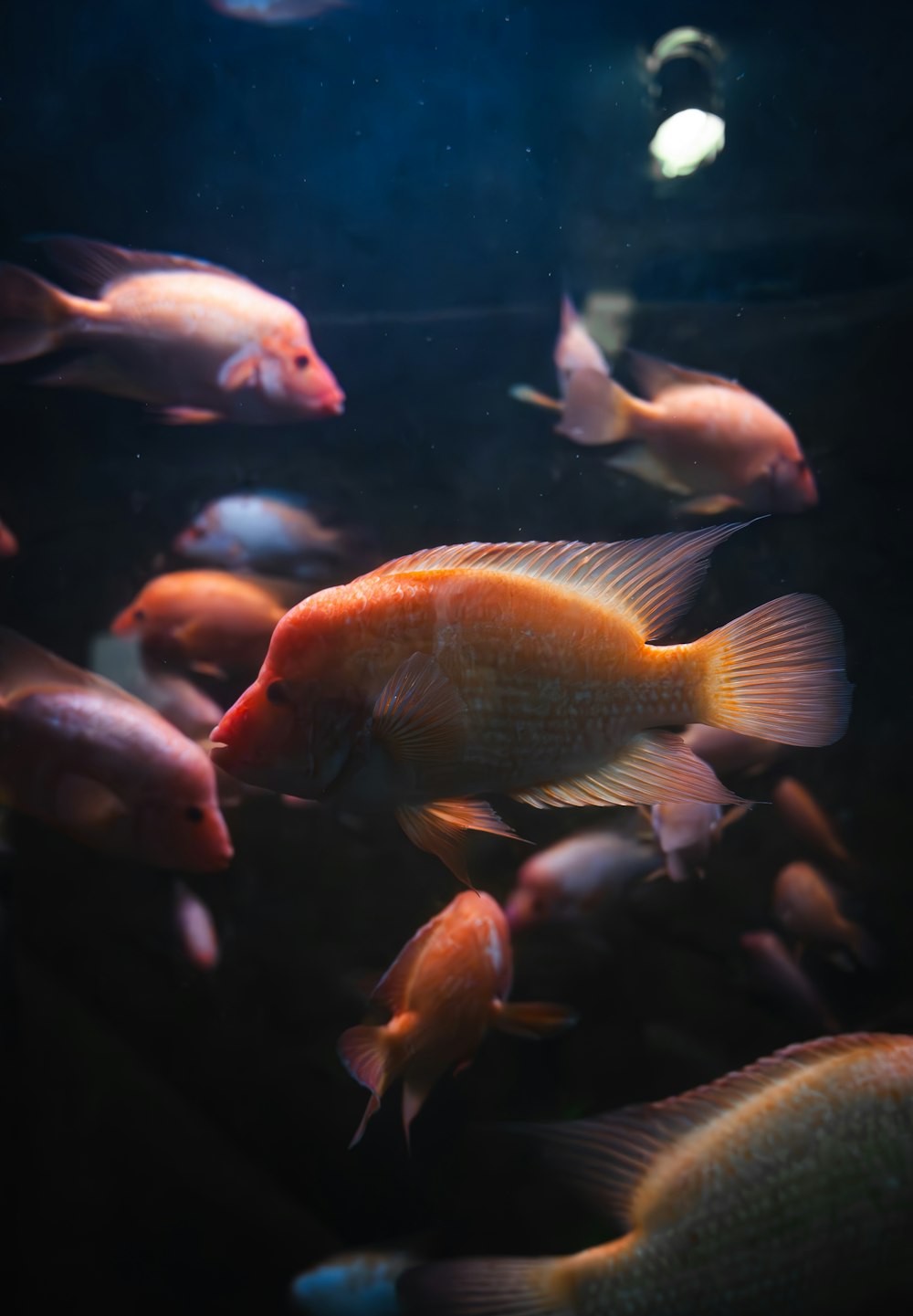 a large group of fish swimming in an aquarium