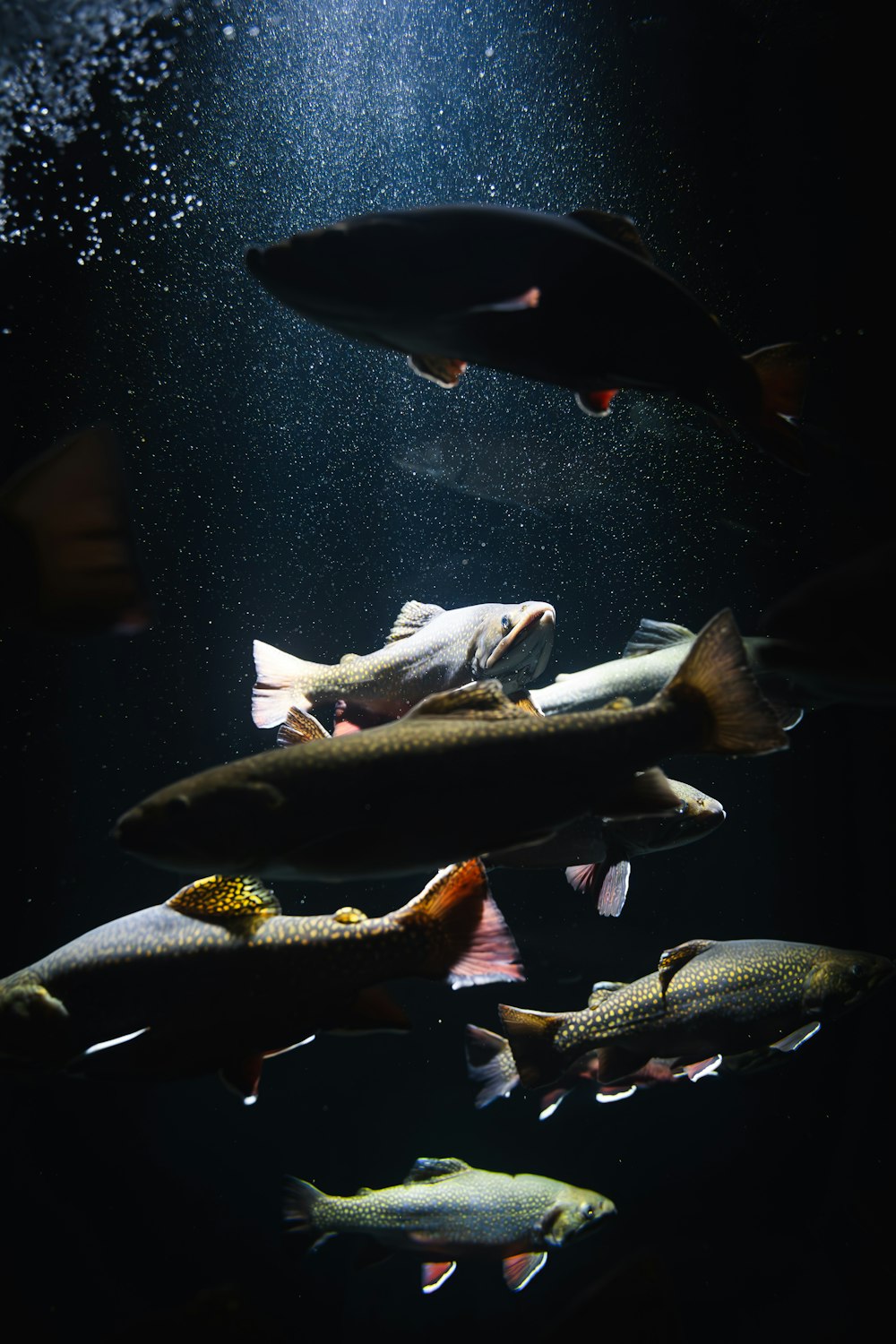 eine Gruppe von Fischen, die in einem Aquarium schwimmen